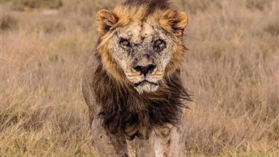 وفاة أكبر أسد في العالم عن عمر يناهز 19 عامًا «قتلته قبيلة الماساي مورانس»