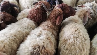 خلاف فقهي بين مستشار المفتي وأمين الفتوى حول حكم الاشتراك بالأضحية بسبب الغلاء