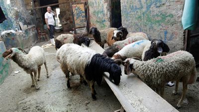 سيدة تسأل: مش هقدر أضحي السنادي وأشعر بالذنب؟ أمين الفتوى يجيب (فيديو)