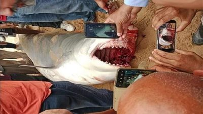 قرش يأكل سائح بعد شطره نصفين بالغردقة| فيديو غير مناسب للقلوب الضعيفة