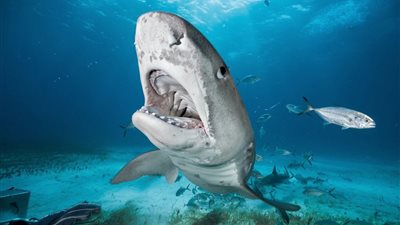 كيف تحمي نفسك من هجوم القرش بعد حادث سمكة النمر Tiger Shark؟