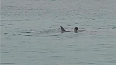 الكشف عن سبب هجوم سمكة القرش على السائح الروسي