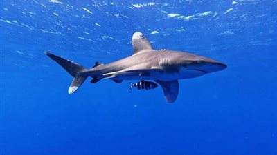 لا تفضل لحوم البشر| أبرز المعلومات الغريبة عن أسماك القرش