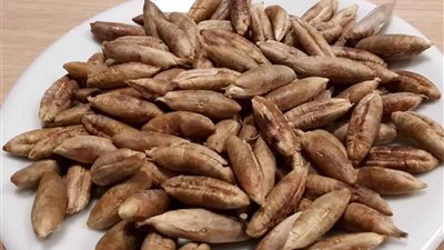 تفسير حلم طحن نواة التمر وعلاقته بتربية الأطفال