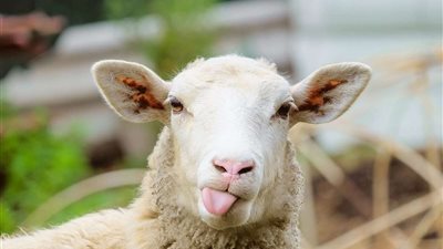 لو ناوية تضحي| 40 ألف جنيه غرامة الذبح في الشارع والبدائل مجانية (فيديو)