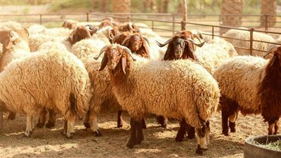 أسعار الأضاحي في منافذ التموين (فيديو)