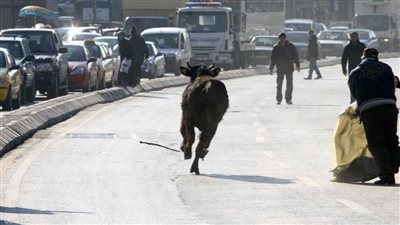 العجول الهاربة| حكاية أضاحي طفشانة في آخر أيامها (صور وفيديو)