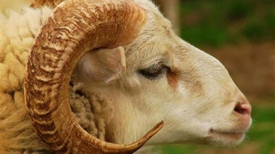 هل يجوز إطعام غير المسلم من لحم الأضحية؟ المفتي يحسم الجدل