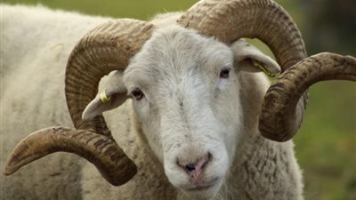 تفسير حلم أكل لحم الخروف في المنام للعزباء والمتزوجة والحامل