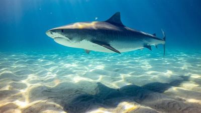 سمكة قرش جديدة تهاجم المصطافين (صور)