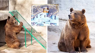 أم تلقي ابنتها بحظيرة الدببة من ارتفاع 5 أمتار.. الدب زوزو لم يؤذي الفتاة والأم تواجه السجن 15 عاما 