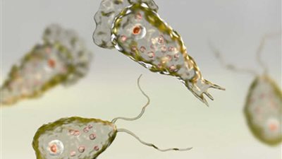 احذري المياه الملوثة| أميبا قاتلة شديدة العدوى