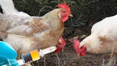 طبيبة بيطرية تفجر مفاجأة حول حقن الفراخ بالهرمونات وعلاقتها بمرض السرطان