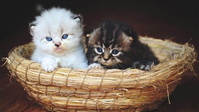 تفسير حلم ذبح القطة في المنام يحمل الخير أم الشر للعزباء والمتزوجة؟