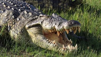 التماسيح تتجول في شوارع الهند وتثير الفزع (فيديو)