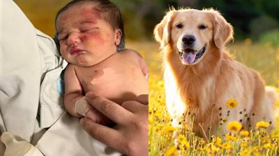 كلب ينقذ رضيعة تركتها والدته لتأكلها الحيوانات البرية بمدينة طرابلس اللبنانية 