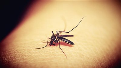 6 وصفات طبيعية للتخلص من الناموس والبعوض نهائيًا.. أبرزها زرع النبات الطارد 