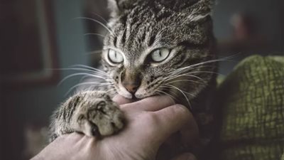 عضة قطة تصيب بريطاني بعدوى بكتيرية نادرة 