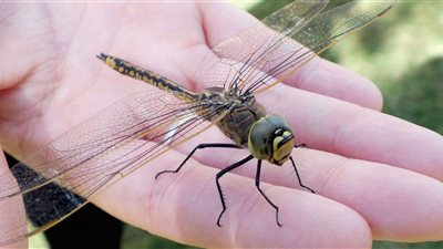 تفسير حلم مطاردة الحشرات الطائرة في المنام لابن سيرين والإمام الصادق