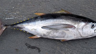 رأيت نفسي أتحول إلى سمكة في المنام «تفسير الحلم بالتفصيل»