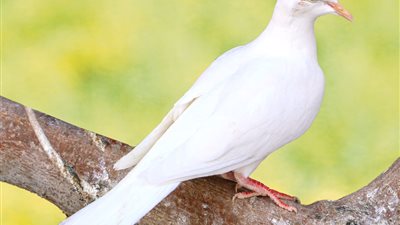 تفسير حلم وقوف الحمام الأبيض في المنزل بالمنام للعزباء والمطلقة