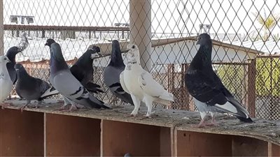 تفسير حلم ذبح الحمام في المنام للمتزوجة بشرى بتخطي هذه المشاكل