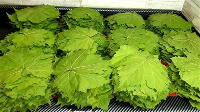 تفسير حلم ورق العنب بالمنام يحمل رزق وفير للحامل والعزباء والمتزوجة