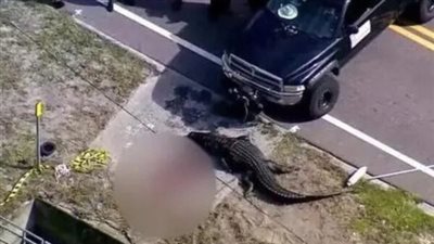 العثور على بقايا جثة امرأة في فم تمساح بولاية فلوريدا (صور)