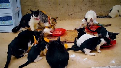 تفسير حلم تزاوج القطط في المنام للبنت العزباء والمرأة المتزوجة