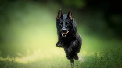 كيف يعبر تفسير حلم الكلب الأسود في المنام عن الخيانة الزوجية؟