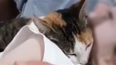 فيديو مؤثر لقطة تودع صديقها الشهيد في غزة