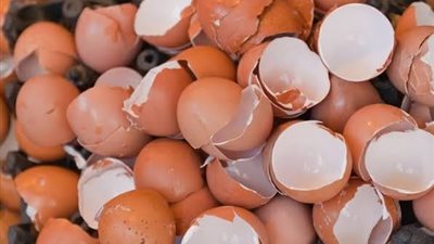 5 فوائد لقشر البيض (إنفوجراف)