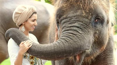 تفسير حلم ركوب الفيل في المنام للعزباء والمتزوجة