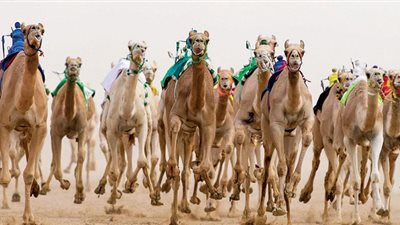 موعد مهرجان خادم الحرمين للهجن بالجنادرية «جوائز بـ 70 مليون ريال»