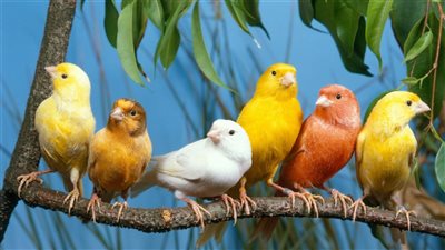 تفسير رؤية العصفور في المنام 