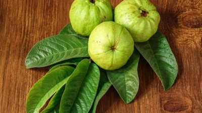 4 فوائد لورق الجوافة 