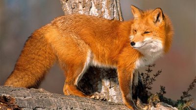  تفسير رؤية الثعلب فى المنام للعزباء والمتزوجة 