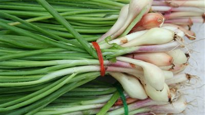 البصل الأخضر مضاد حيوي طبيعي وفيتامين C 