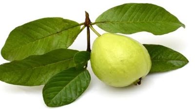 فوائد ورق الجوافة للأطفال