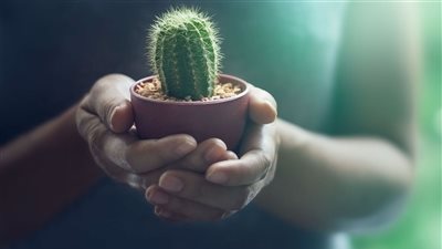 تفسير رؤية الصبار في المنام للعزباء والمتزوجة