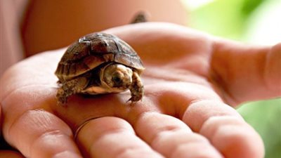 تفسير رؤية السلحفاة في المنام للعزباء والمتزوجة