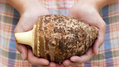 ما هي فوائد القلقاس للمرأة الحامل؟ 3 أشياء مدهشة