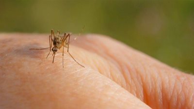 تفسير رؤية الناموس فى المنام للمتزوجة والعزباء