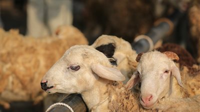 هل نهى النبي عن ذبيحة شهر رجب؟ «الإفتاء تُجيب»