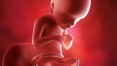 5 أطعمة تنمي ذكاء الجنين في بطن أمه 