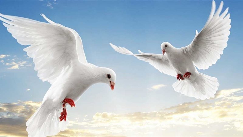  تفسير رؤية الحمام