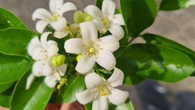 تفسير رؤية الفل في المنام للعزباء والمتزوجة