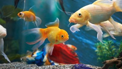 تفسير رؤية حوض السمك في المنام للعزباء والحامل