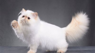 تفسير رؤية القط الأبيض في المنام للعزباء والمتزوجة والحامل