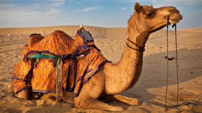 تفسير حلم الجمل في الصحراء للعزباء والمتزوجة والحامل